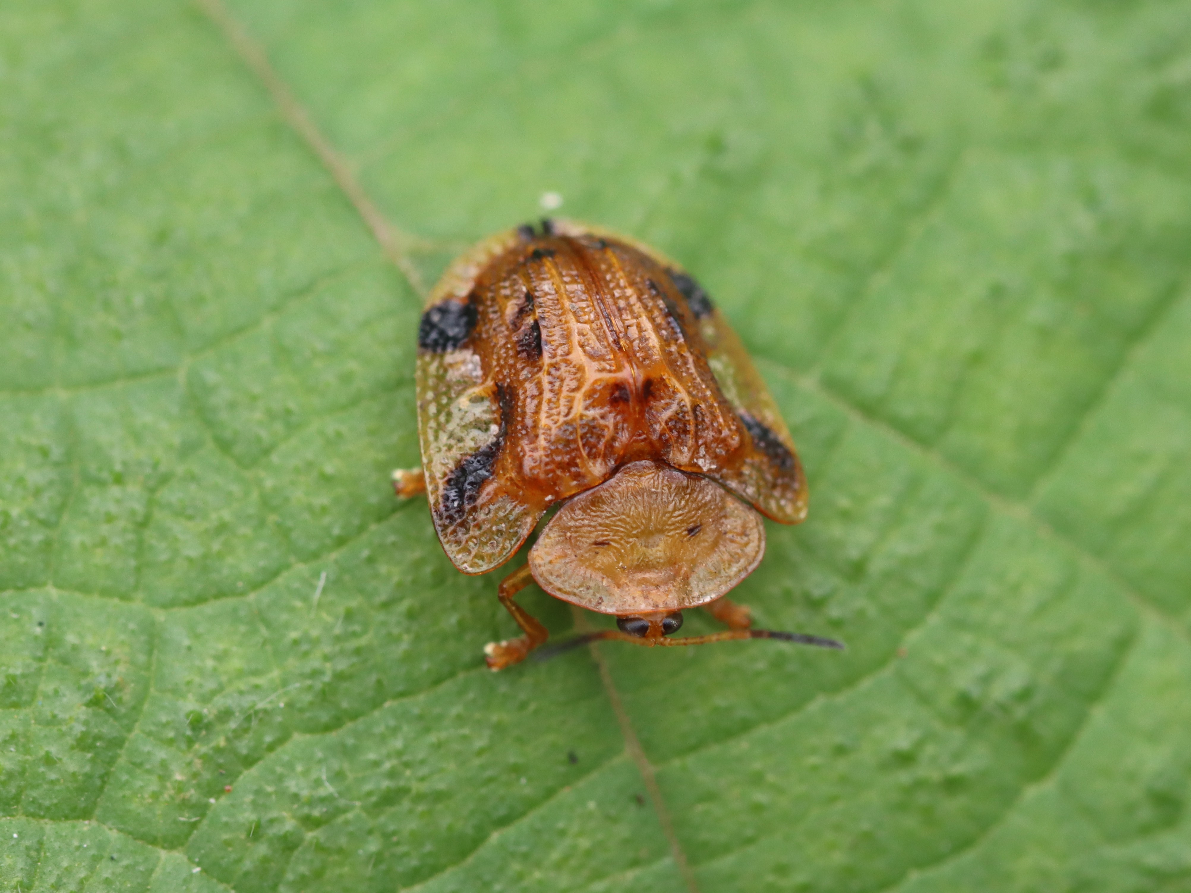 ヨツモンカメノコハムシ